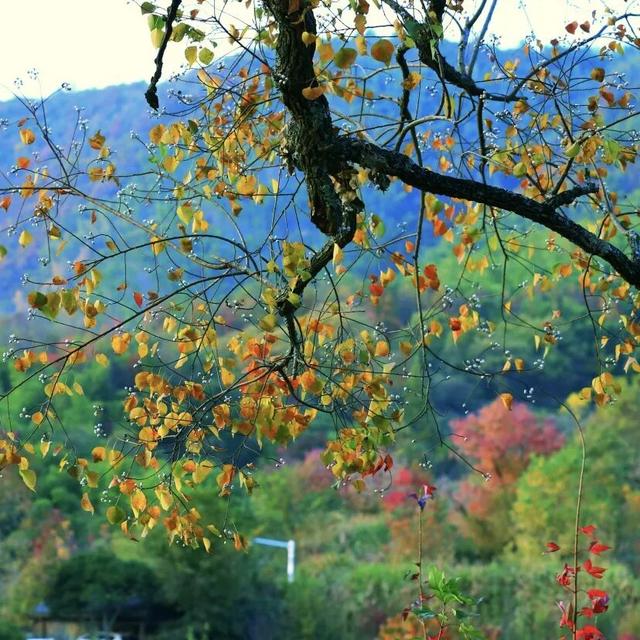 一眼心动的黟县：从天空之镜到落日霞光的全景漫游