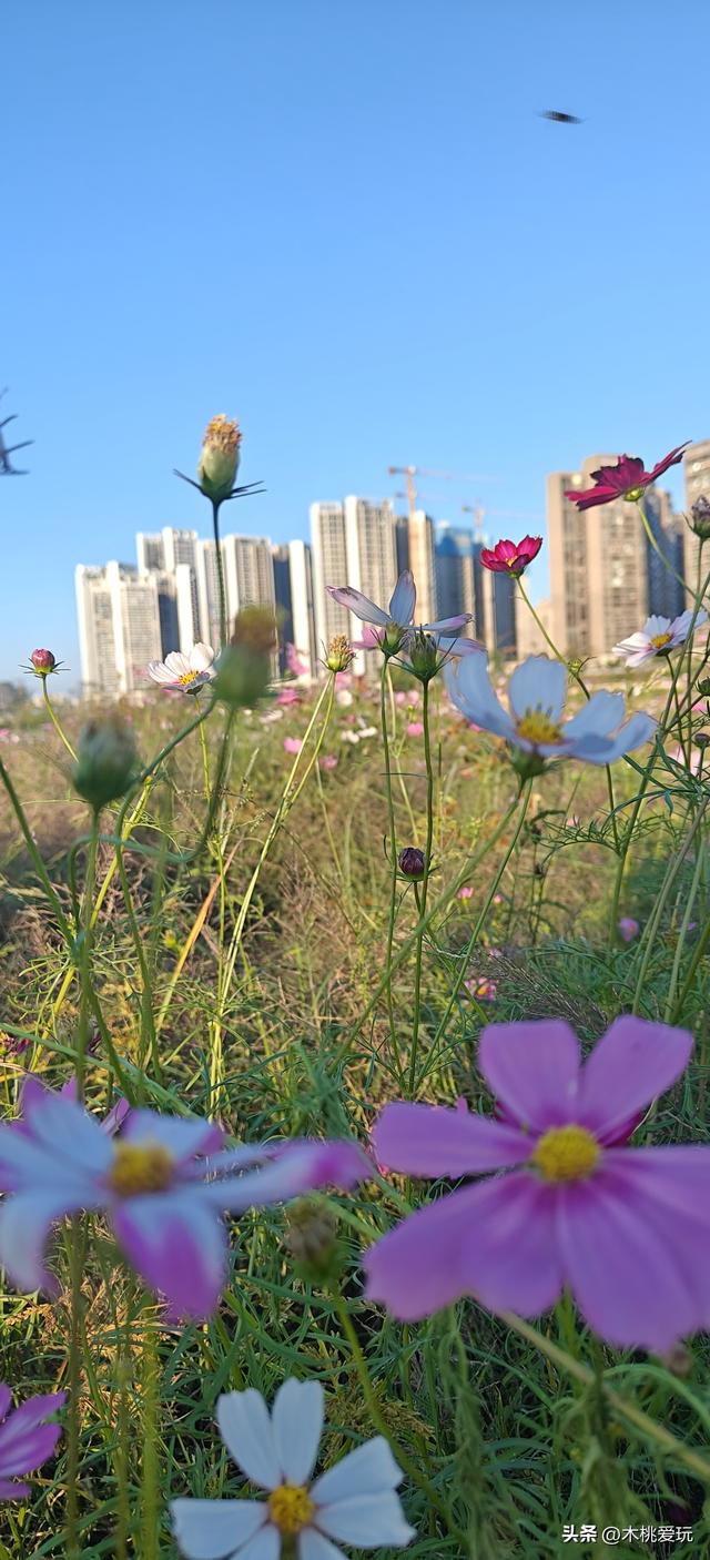 四会体育馆！千株格桑花盛放引万人打卡，全运会氛围藏着浪漫花海