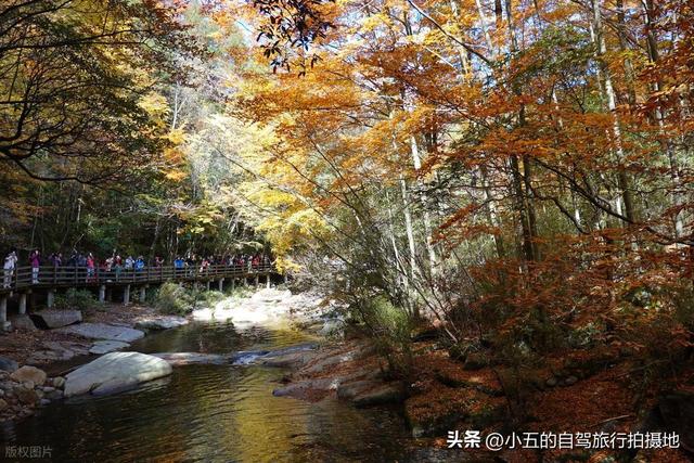 光雾山赏红叶实测攻略！中国红叶第一山，50 天赏期 + 3 大景区全吃透