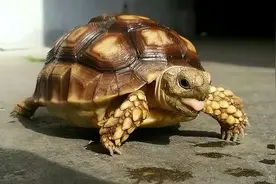 北京男子捡乌龟回家，养了7年后发现不对劲，警方了解后连忙带走图片