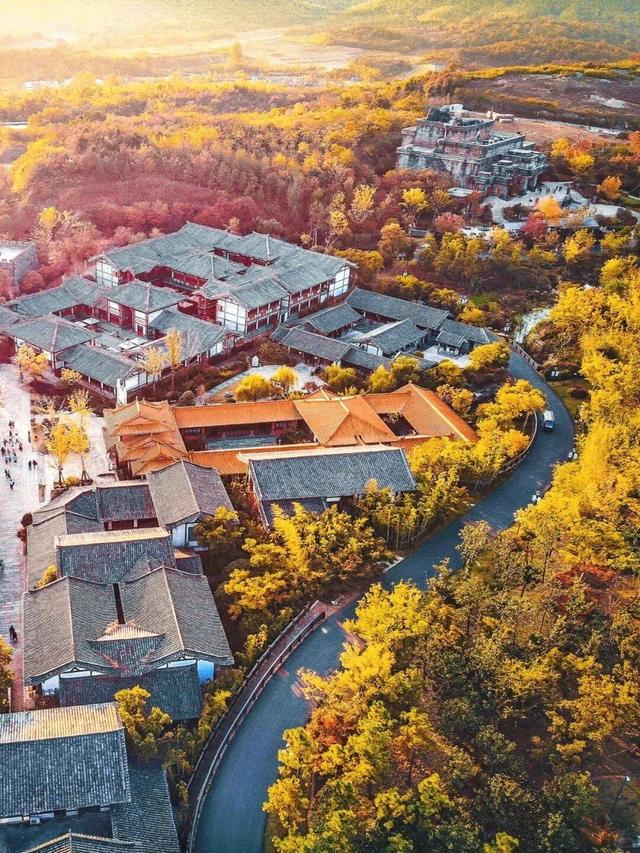 “植愈力”满分！金坛茅山秋冬植物大赏~