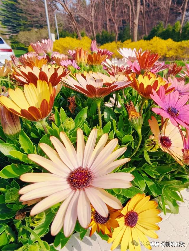 大连发现一片免费郁金香,开得太美了