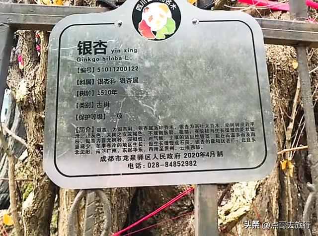 成都龙泉山有多少千年银杏，让人意外，居然有刘备亲手种的！