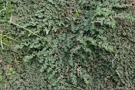 假的有毒！千万别认错！真地锦草长这样？一文教你分清！图片