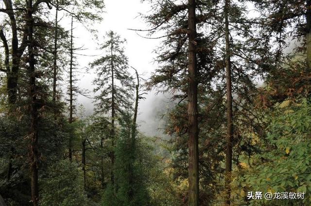 四川穆坪地区潮湿阴冷的环境，使得戴维身体受到很大影响