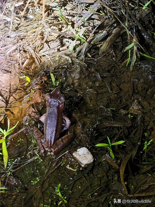 马来西亚(36)砂拉越州⑩峇哥国家公园夜间徒步体验