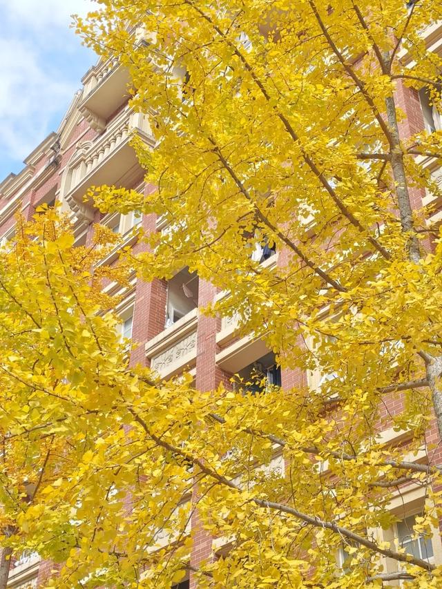 抬头！在寒冷的冬天再欣赏欣赏科院的秋吧