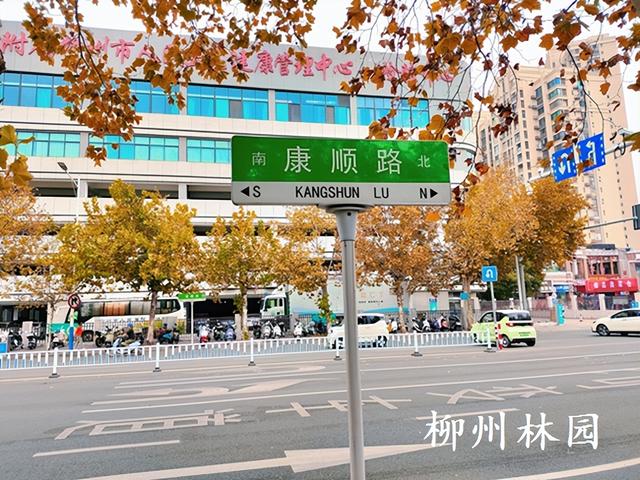 柳州街头梧桐进入最佳观赏期