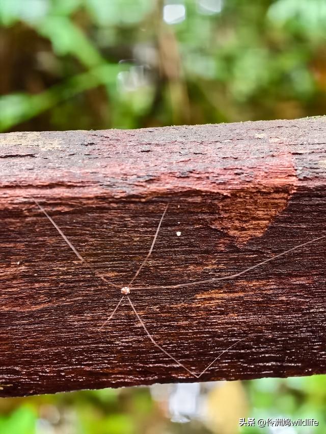 马来西亚(30)砂拉越州④姆鲁山徒步线路