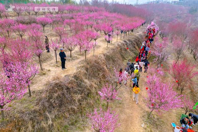 开啦！西安周边两处赏梅秘境，花开满屏VS品种多多，快去赏花走！