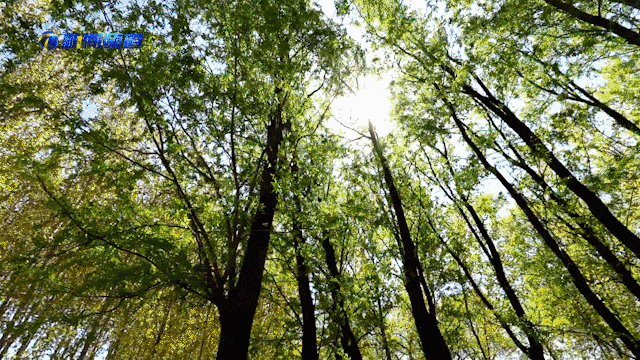 潮白河畔的森林奇遇记~天马四季亲子跑宝坻站等你来！