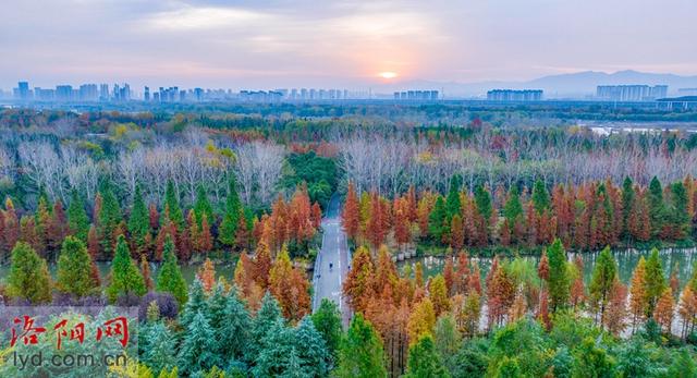 伊水游园冬景如画