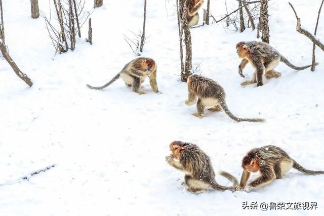 南国最美雪乡神农架：108种冬日浪漫，藏着华中最野的雪趣