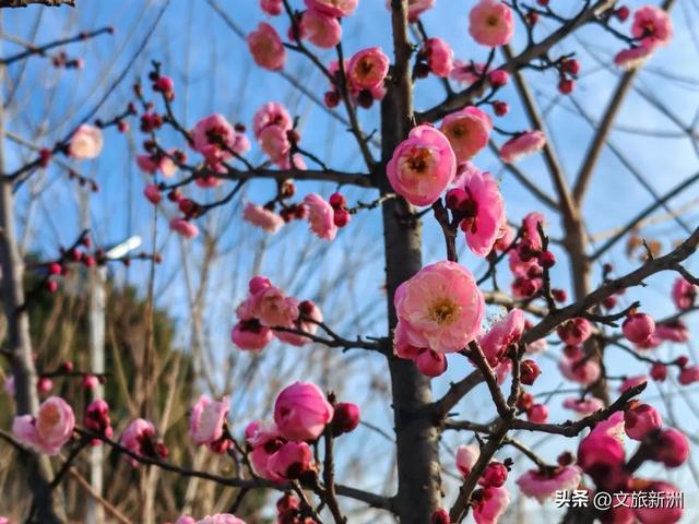 新洲梅花抢先打卡！抓住冬日第一抹绽放的色彩