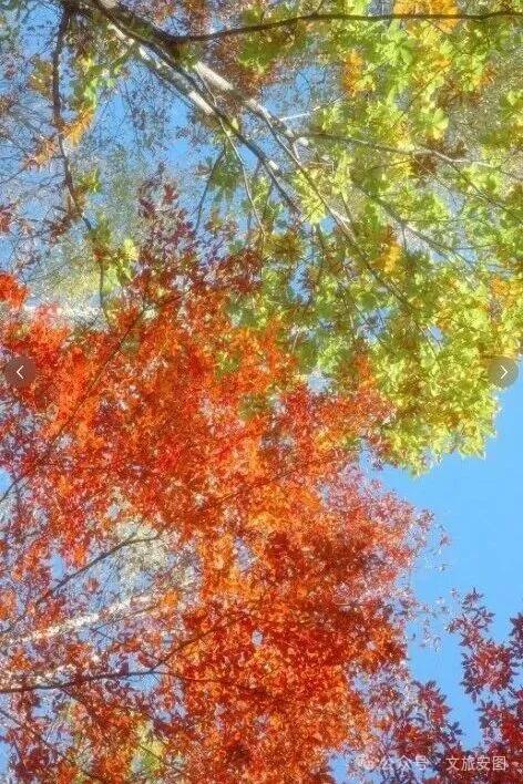 在安图九溪听泉,听见时光变软的声音
