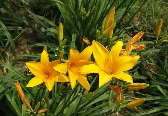 阳台院子必种！这10种花堪称传家宝＂，栽1回年年爆花
