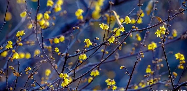 探寻济南冬日的秘密花园：最香蜡梅都藏在哪儿？