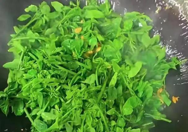 立秋过后，要使劲吃这菜，一排毒、二助眠、三清肝护眼，清新脆嫩