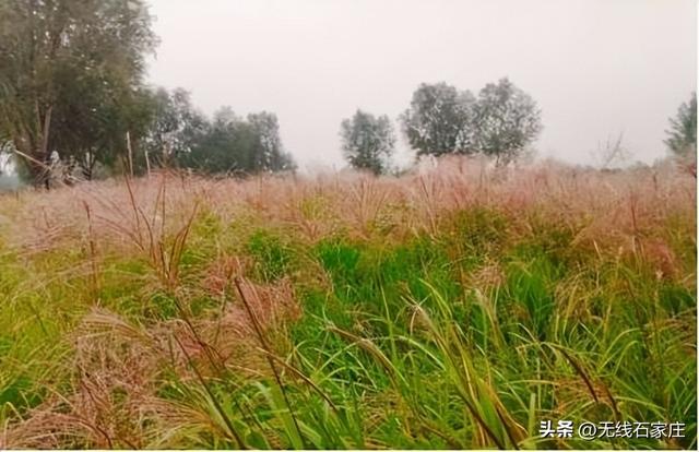 一叶知秋！2025年石家庄市城区赏秋指南来啦 这些地方别错过