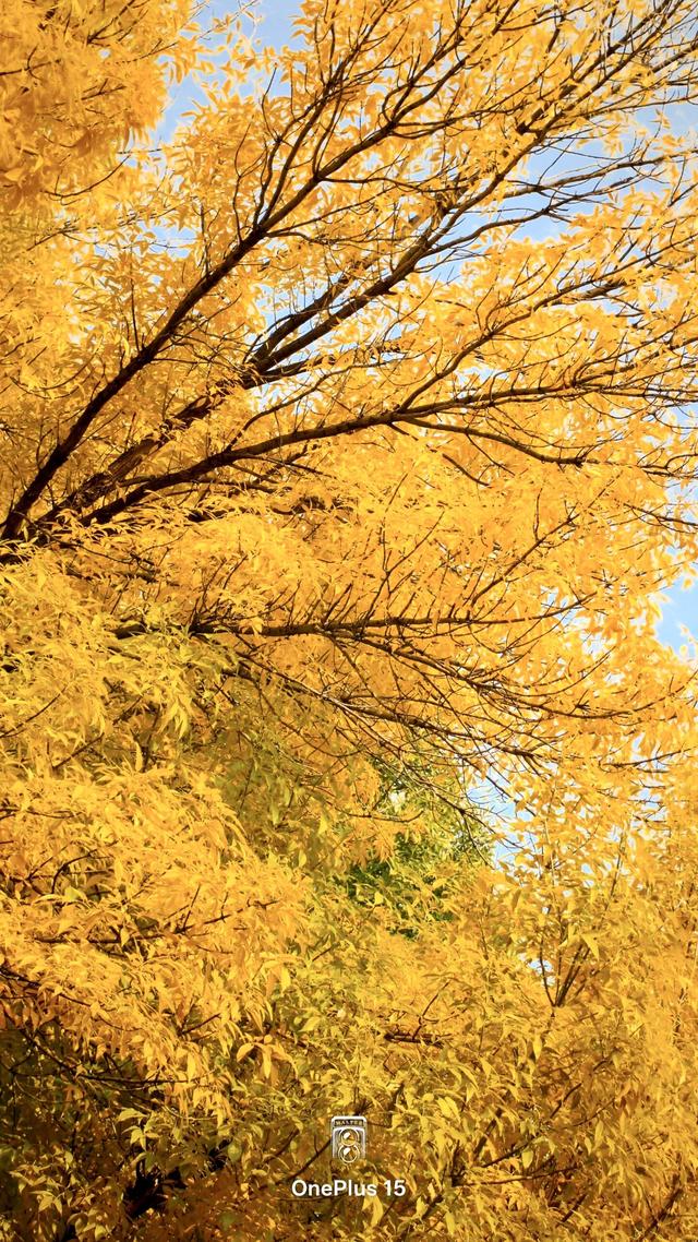 一加15体验：影摄北纬39度线的城市之秋