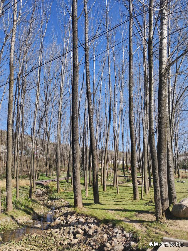 赏柿子不需要去远方，西安这里1小时可达，红柿配村舍，人少景美