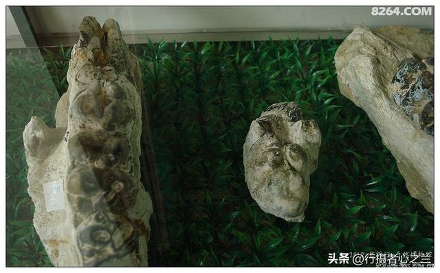 山东行游影记（27）—平邑天宇自然博物馆（二）