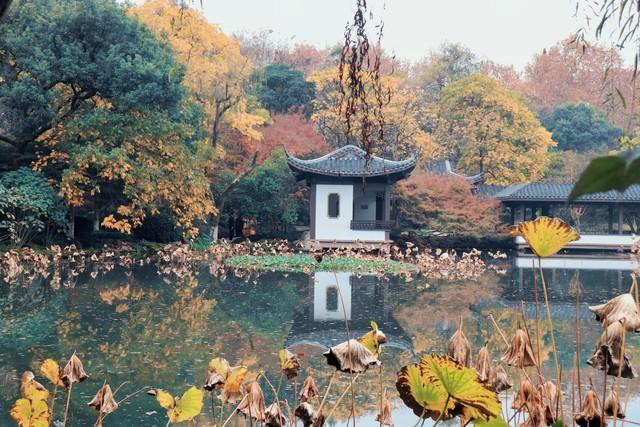 桂花香里漫步杭州：这5条治愈系路线，都是从一缕桂花香开始的！