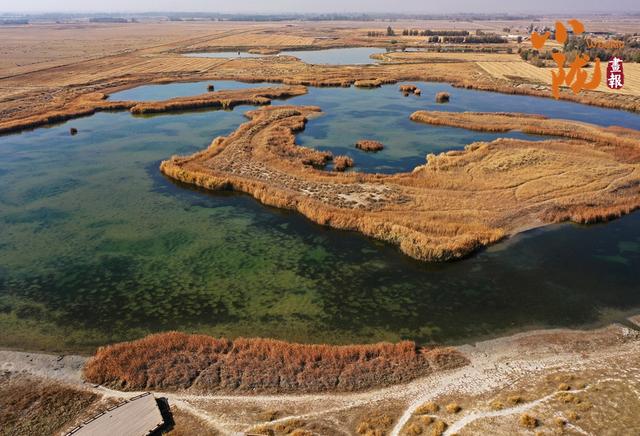 【小陇画报·468期】酒泉：金镶碧嵌的湿地画卷