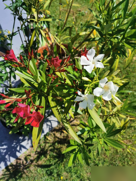 阴花不能进阳宅！这5种花“打死”也不养，家里若有？快挪走！
