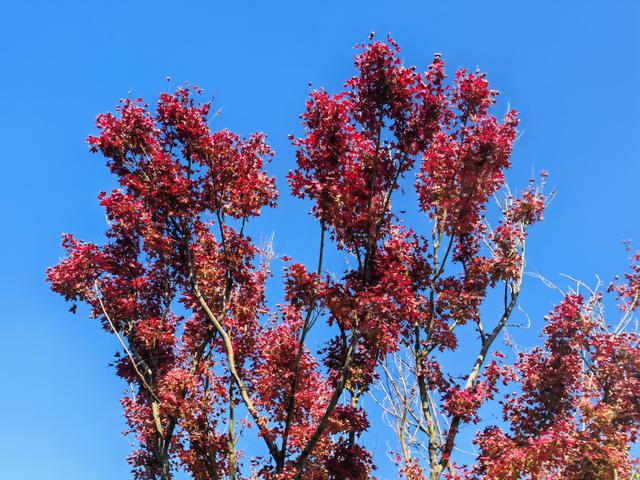 这才是昆明的冬天