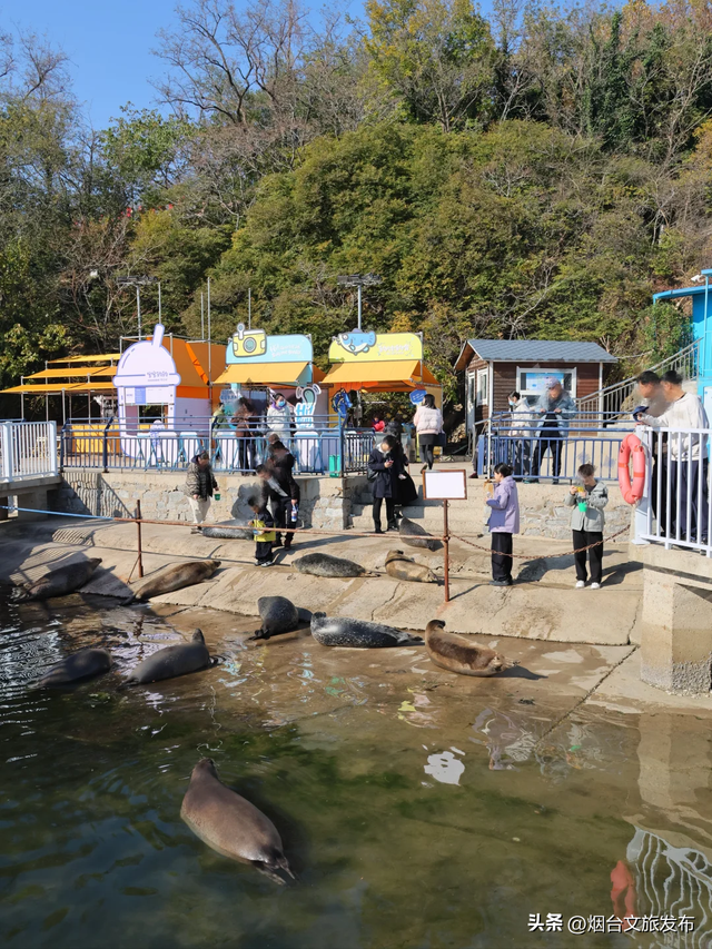 【乐游烟台】打卡海豹湾，烟台人有自己的肥美QQ肠~