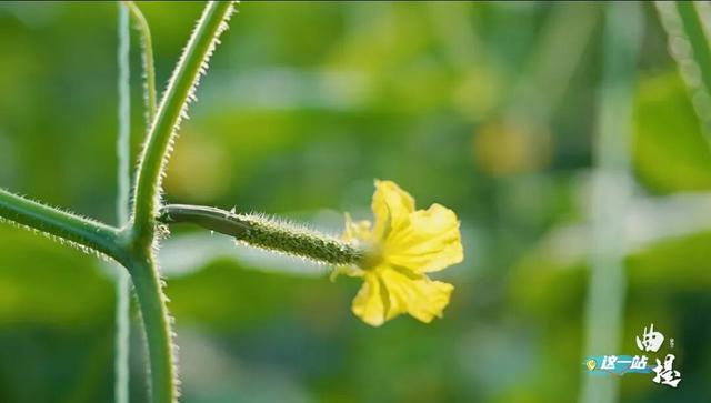 我的家乡我来记录，这一站——曲堤