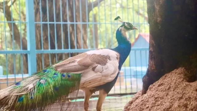 周末2大2小叹“森林秘境”度假地，吃住玩全了，汤泉萌宠…平靓正