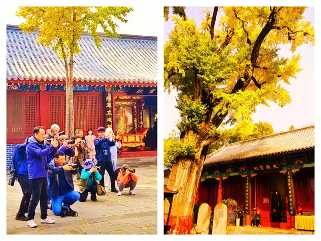 【醉美青檀秋色正当时】水彩画卷徐徐展开，只等您来！
