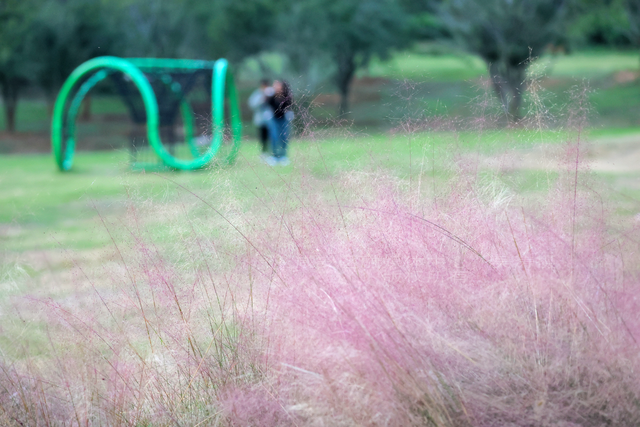 组图：深秋粉黛 邂逅城中小浪漫