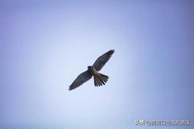 【黄河口生态旅游区】观鸟季 追光向海，赴一场黄河口的飞鸟之约！