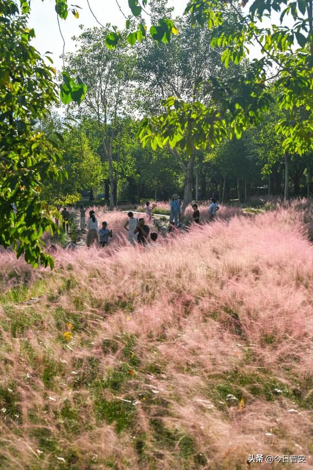 梦幻！成片粉色花海！晋安这些公园火了！