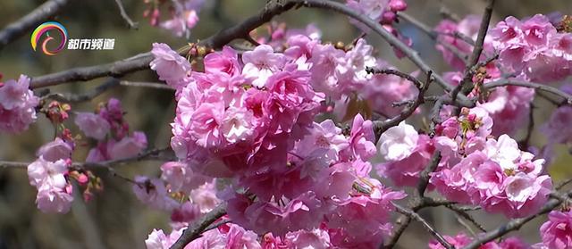 春城顶流如约至 圆通樱潮迎客来