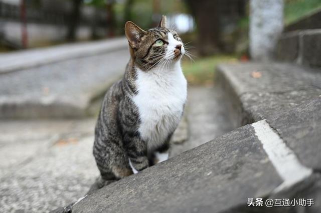 40mm镜头是什么样的？与35mm、50mm镜头有何区别？