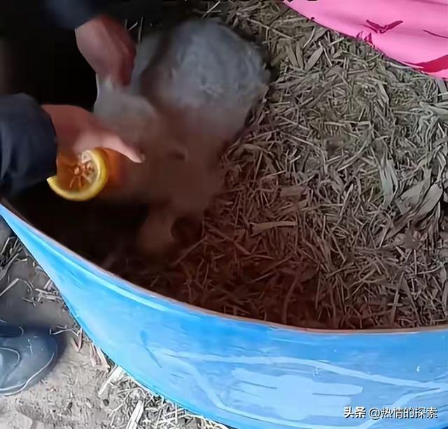 宁夏装死小羊晕倒原因揭秘，小孩衣服成关键线索，真相太可怜