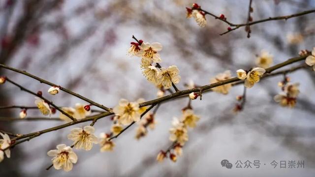 崇州的樱花，开啦！！!