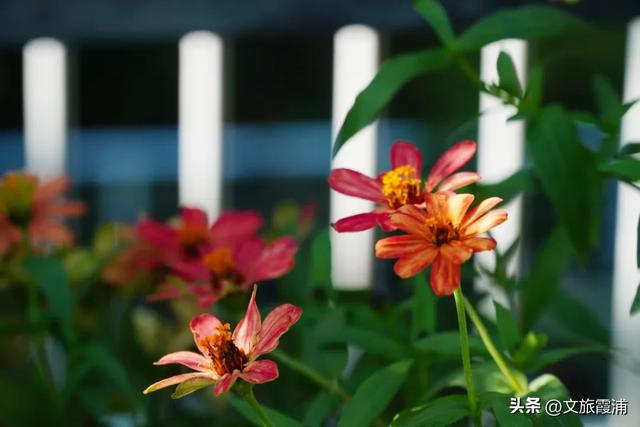 霞浦花沁石,海边莫奈花园的秋冬独属烂漫