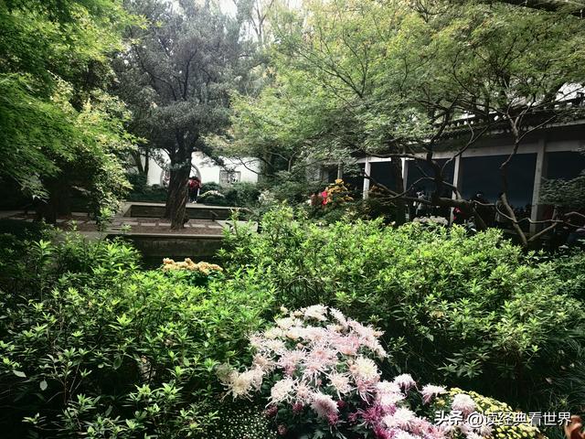 杭州植物园的菊花展——一场关于菊花的饕餮盛宴（一）