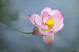 夏日限定！河南赏荷地图出炉！错过等一年图片