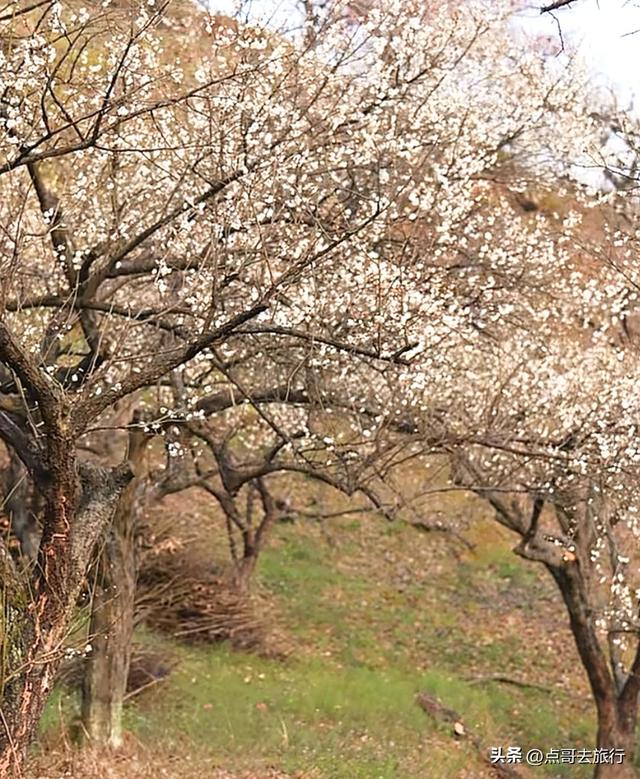 成都3000亩梅林开花了，被称为成都“小林芝”，非常震撼，免费！