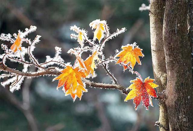 初雪的四方山：雾凇遍野 琼枝满山