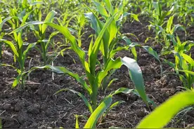 玉米出苗后就被鸟刨食，该怎么办？教你9招，轻松应对，效果很好图片