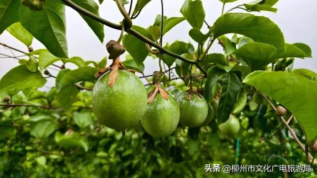 龙城今夏变“顶流”！柳州暑期“热力值”爆表