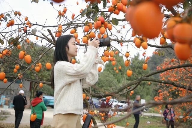 贵州黔南：初冬“柿柿”如意“柿”景醉游人