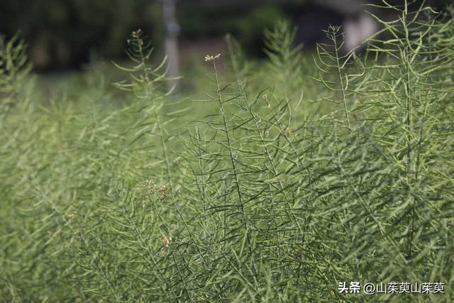 2023年春重庆探亲游（上篇）